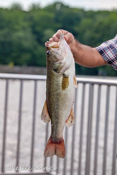 Fisherman holds up his catch of the day at Burke Lake