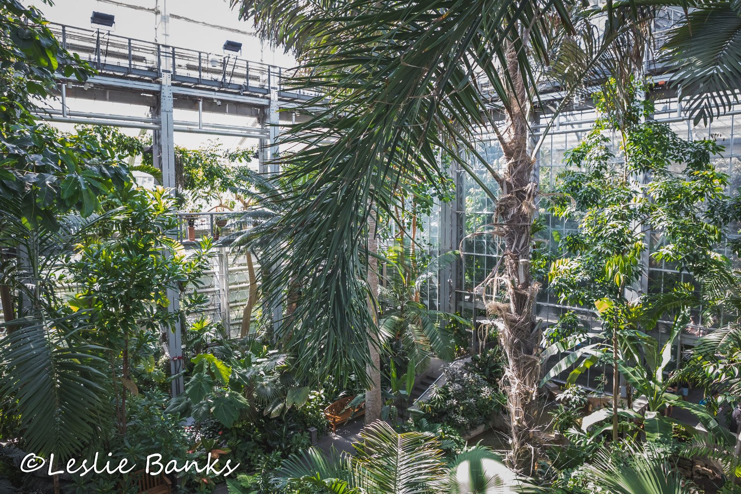 The Tropics room